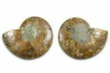 Cut & Polished Ammonite Fossil - Madagascar #377543-1